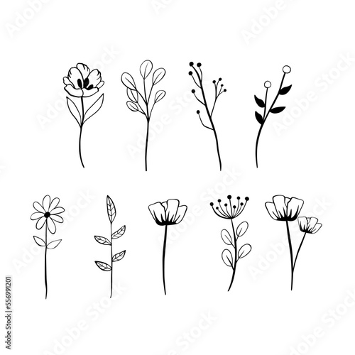 Black line doodle long stem flowers on white background. Vector illustration about nature.