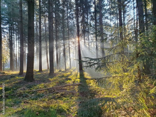 Nadelwald mit Sonnenstrahlen im Nebel