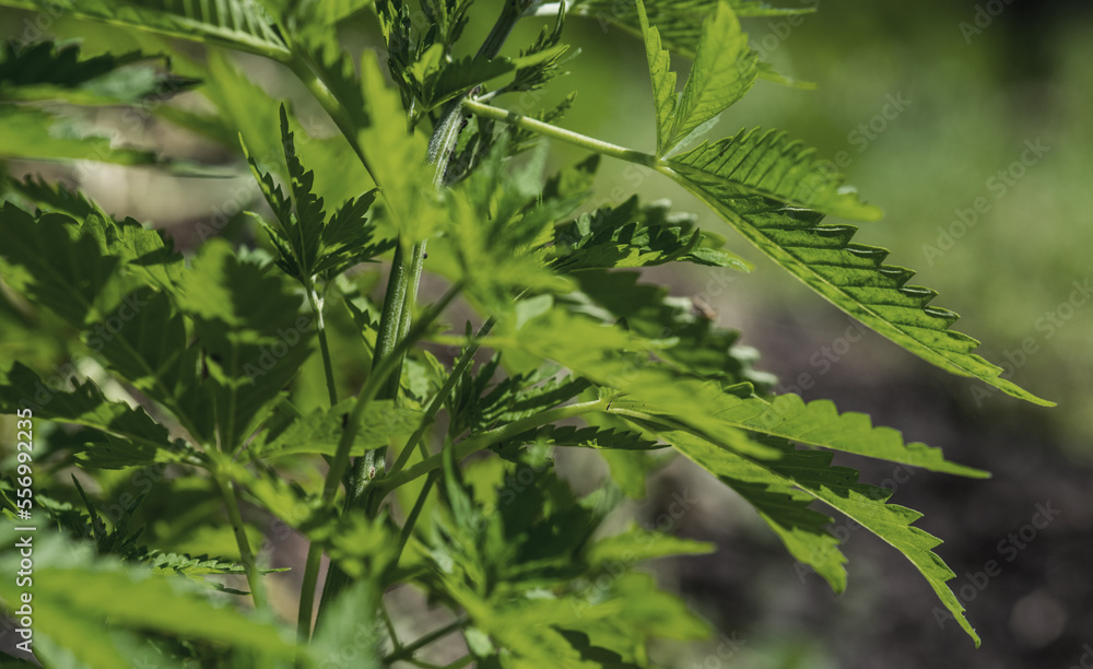 A thickets marijuana plant on a natural background. Selective focus.