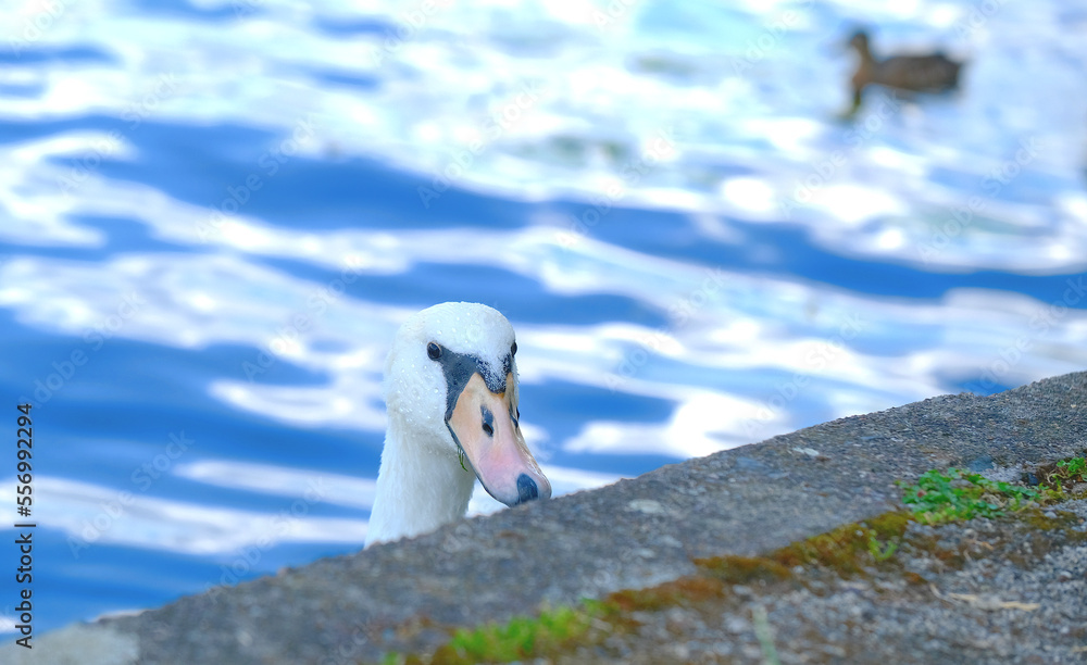 Fototapeta premium swan at river spree in treptow berlin