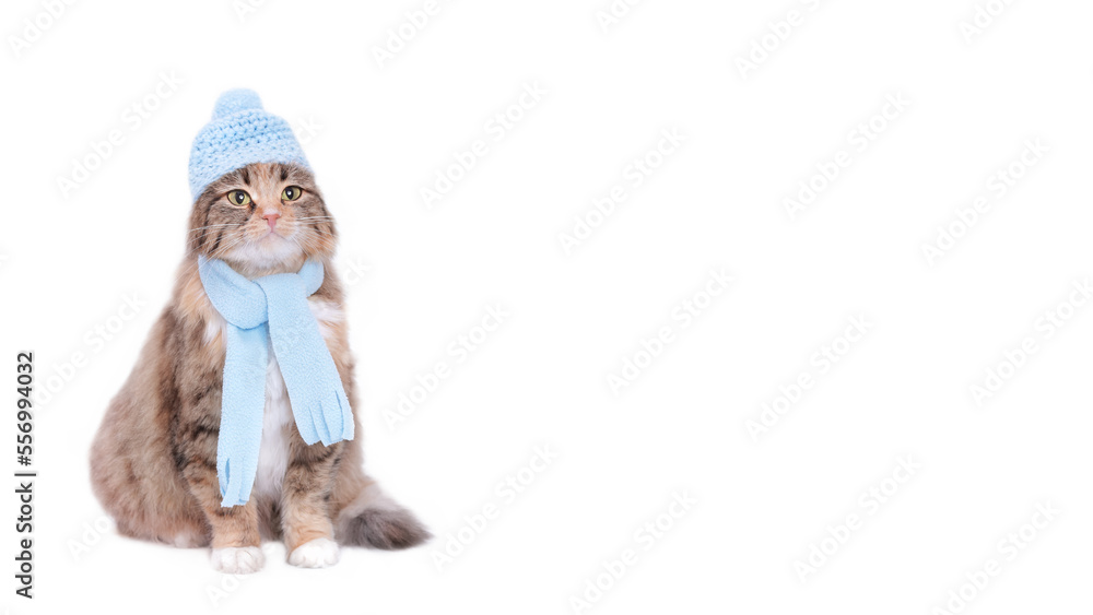 Cat in a blue hat and scarf on a white background. New Year concept. Cat with green eyes. Kitten ready for cold winter. Kitten dressed in a knitted hat. Clothing for animal. Pet care. Web banner Cat in a blue hat and scarf on a white background. New Year concept. Cat with green eyes. Kitten ready for cold winter. Kitten dressed in a knitted hat. Clothing for animal. Pet care. Web banner