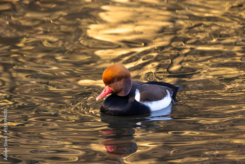 The red-crested pochard floating on the surface of the water. Floating bird. (Netta rufina) 