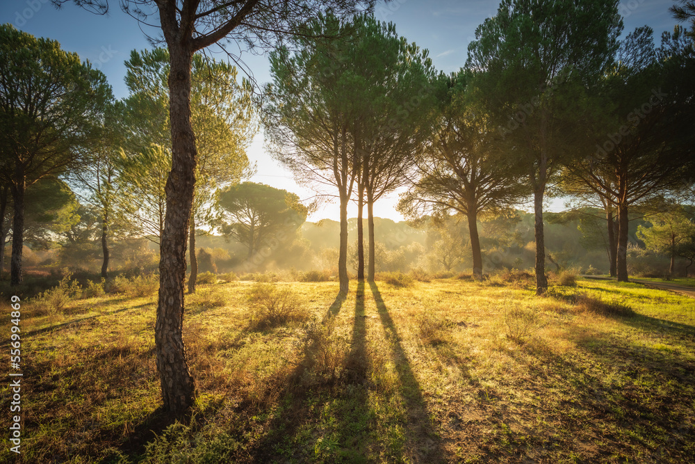 Misty landscape of pine forest near the marshes of the Doñana National Park in Huelva, Spain Misty landscape of pine forest near the marshes of the Doñana National Park in Huelva, Spain