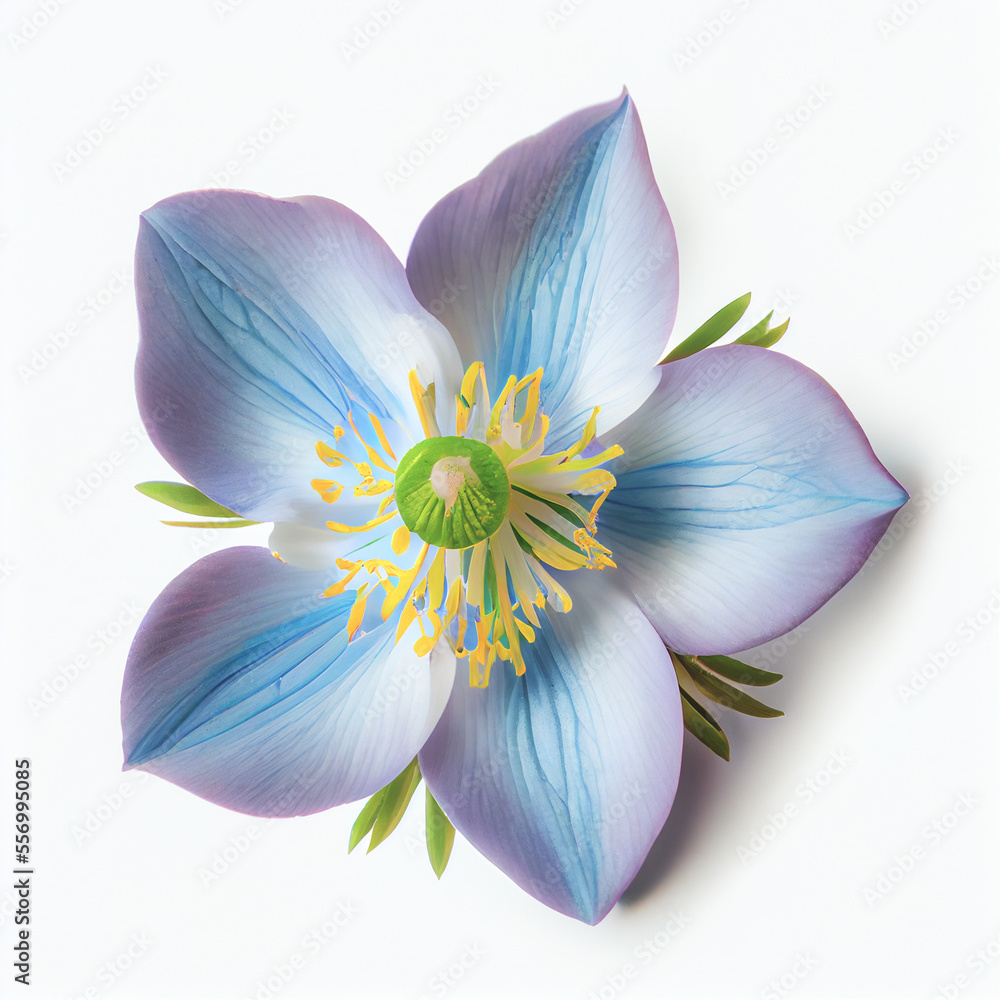 Top view a Colorado blue columbine flower isolated on a white background, suitable for use on Valentine's Day cards Top view a Colorado blue columbine flower isolated on a white background, suitable for use on Valentine's Day cards