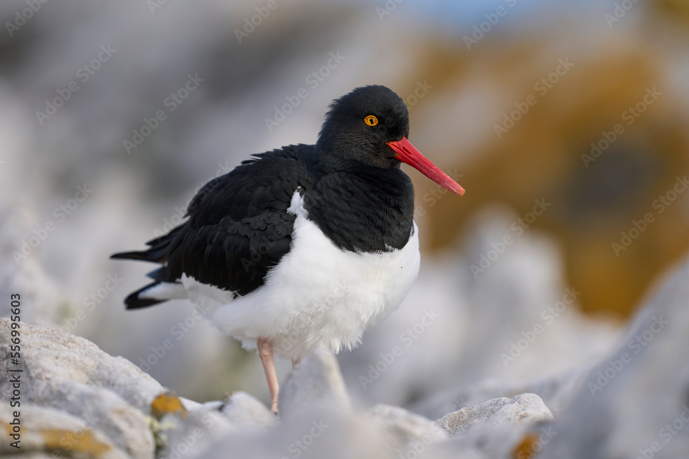 Obraz premium Magellanic Oystercatcher (Haematopus leucopodus) on the coast of Carcass Island in the Falkland Islands.