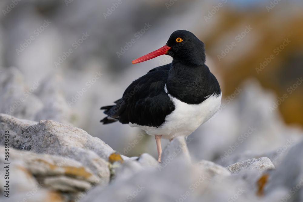 Fototapeta premium Magellanic Oystercatcher (Haematopus leucopodus) on the coast of Carcass Island in the Falkland Islands.