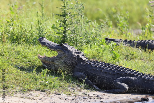  Alligator   Myakka River State Park Florida USA