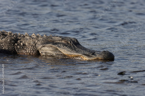  Alligator   Myakka River State Park Florida USA © Frank Fichtmüller