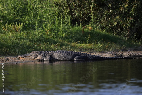  Alligator Myakka River State Park Florida USA