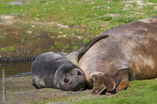Southern Elephant Seal (Mirounga leonina) pup on the coast of Carcass Island in the Falkland Islands.