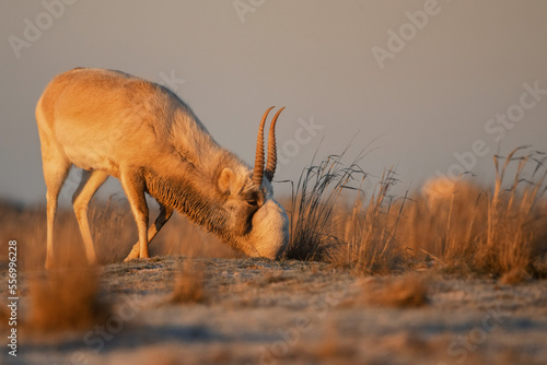 Saiga antelope or Saiga tatarica drinks in steppe near waterhole in winter photo