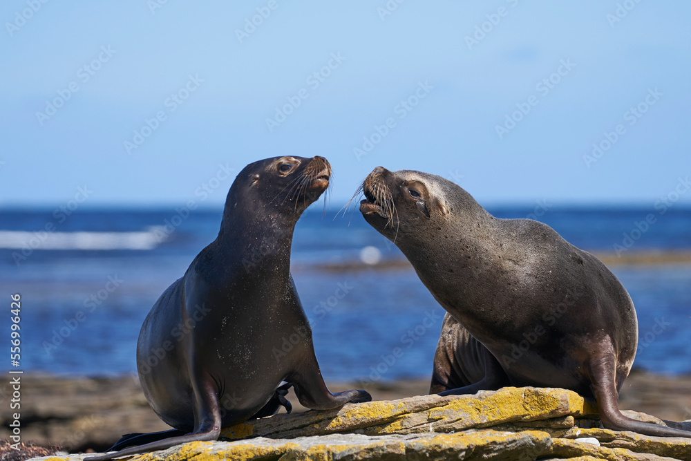 Naklejka premium Group of Southern Sea Lion (Otaria flavescens) on the coast of carcass Island in the Falkland Islands.