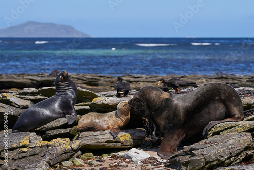 Group of Southern Sea Lion (Otaria flavescens) on the coast of carcass Island in the Falkland Islands.