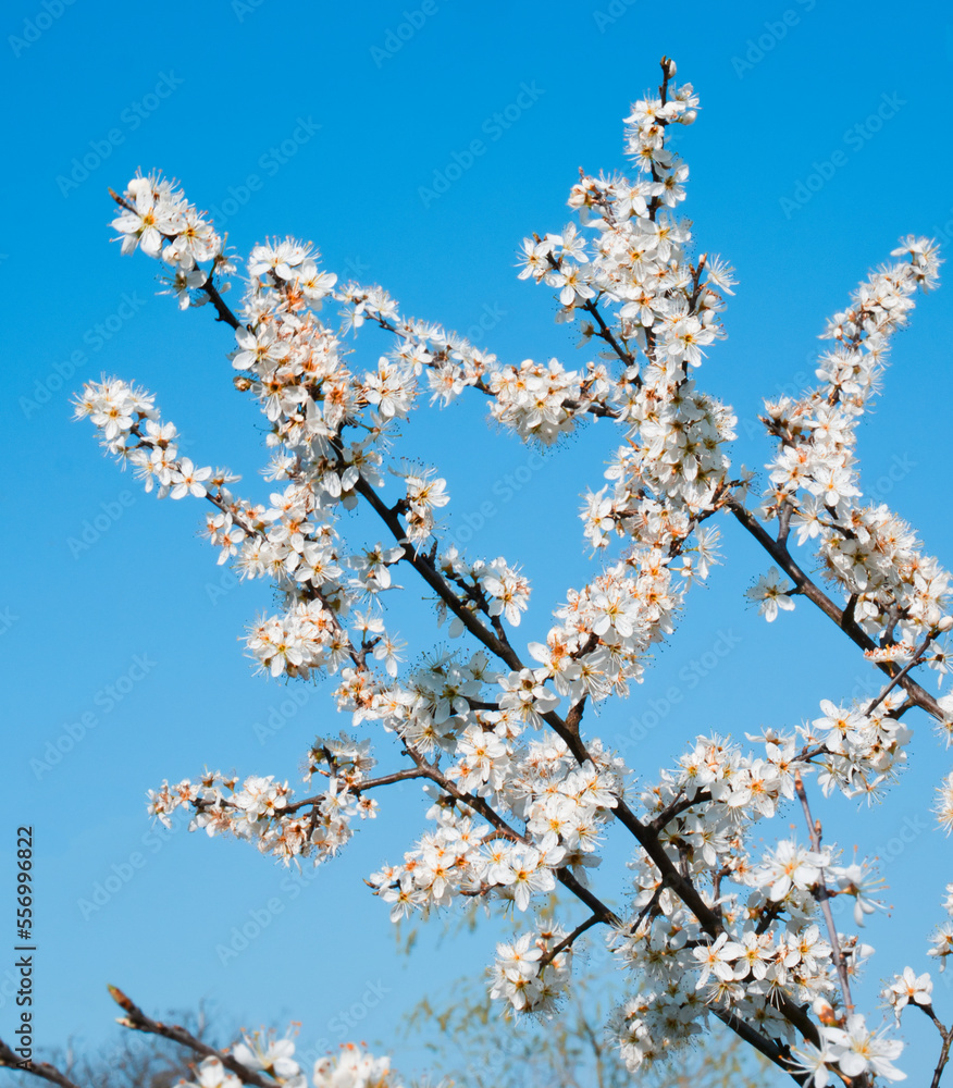 Blossoms of a Prunus Tree are Isolated Against the Blue Sky Blossoms of a Prunus Tree are Isolated Against the Blue Sky