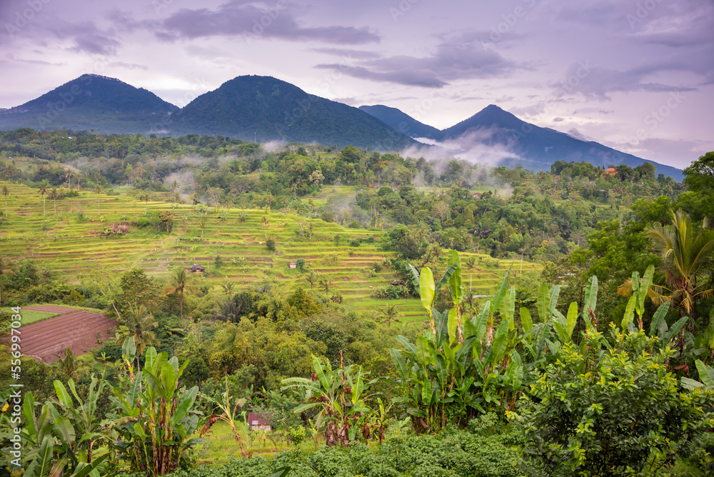 Green rice terraces in Bali, Indonasia. Beautiful natural landscape