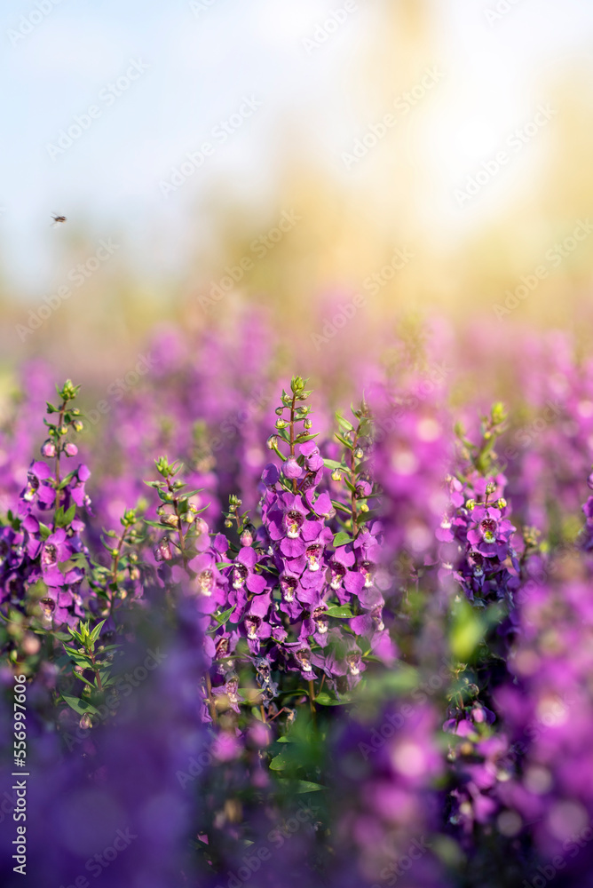 Obraz premium angelonia goyazensis benth in in flowers village, udon thani province in thailand