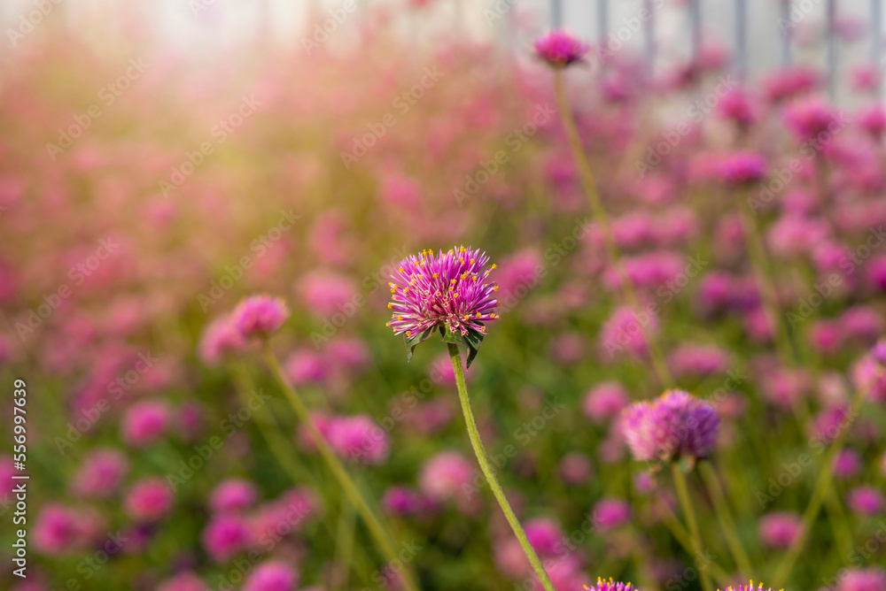 Fototapeta premium closeup gomphrena globosa amaranthus flowers