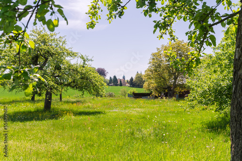 beautiful green meadow with old apple trees in spring with village and church in background