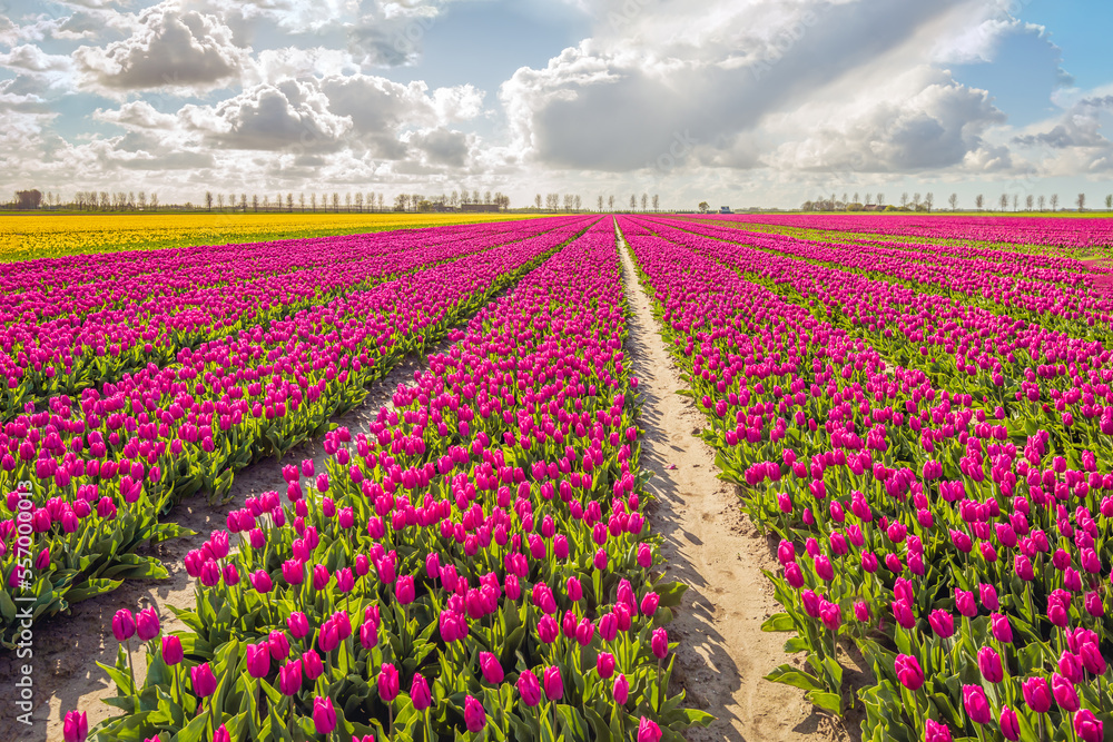 Exuberant fuchsia colored blooming tulips on the field of a Dutch flower bulb nursery in the village of Oude Tonge on the former South Holland island of Goeree Overflakkee. It's a sunny spring day.