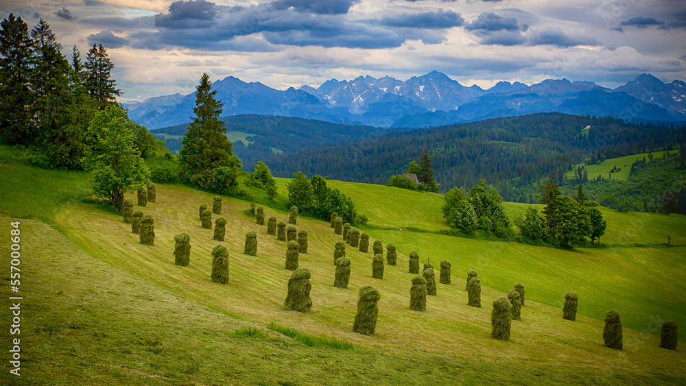 Heaps of hay on a mountain meadow.