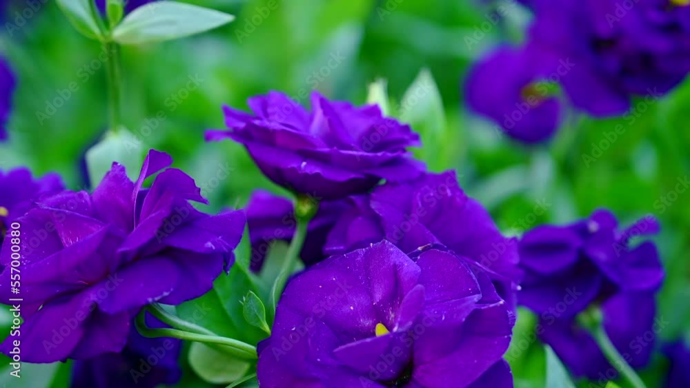 Purple roses in the garden at Chiang Mai Flower Festival, Thailand ...