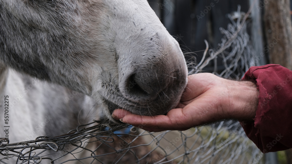 Vista del hocico de un burro gris y blanco comiendo de la mano de un hombre a través de una valla visto de cerca. Amor animal - obrazy, fototapety, plakaty 