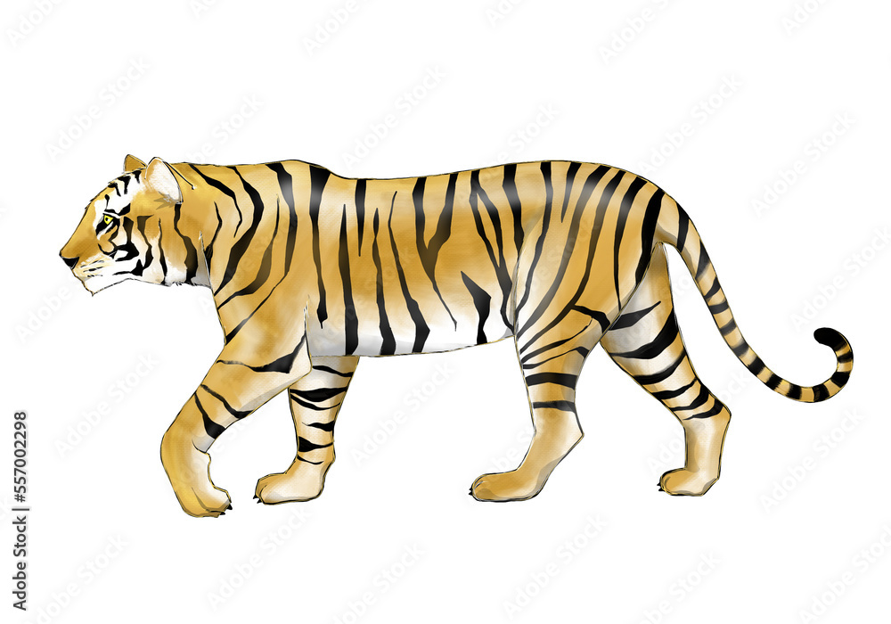 Fototapeta premium Illustration of walking tiger isolated on white 