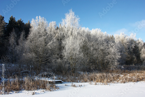 Frosty sunny winter day. A view from the frozen lake on the coast. The wooden fishing flooring is visible among coastal dry plants. All trees in hoarfrost.