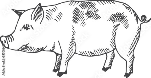 Pig sketch. Farm animal drawing. Domestic swine