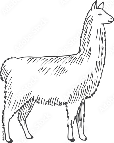 Llama sketch. Domestic alpaca engraving. Hand drawn animal