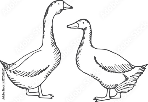 Geese sketch. Domestic birds. Farm poultry drawing