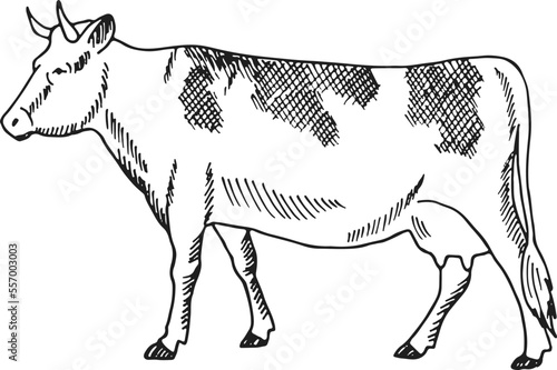 Cow sketch. Cattle engraving. Farm domestic animal
