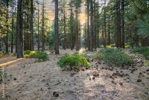 Photography Beautiful Evergreen Forest landscape in Northern Nevada at sunrise