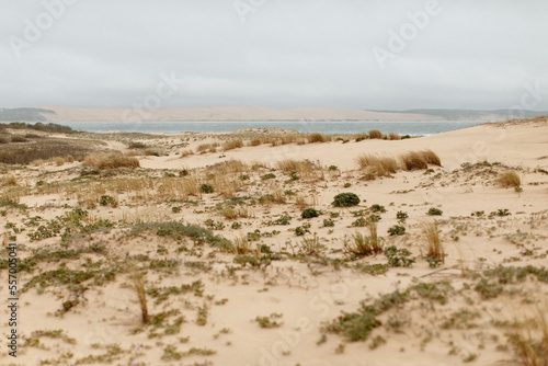 Dunes de sable au bord de l'océan