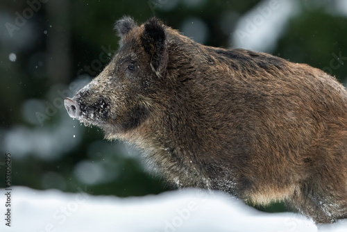 Wild boar in winter forest deep in snow