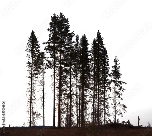 Foto Grove of conifer trees