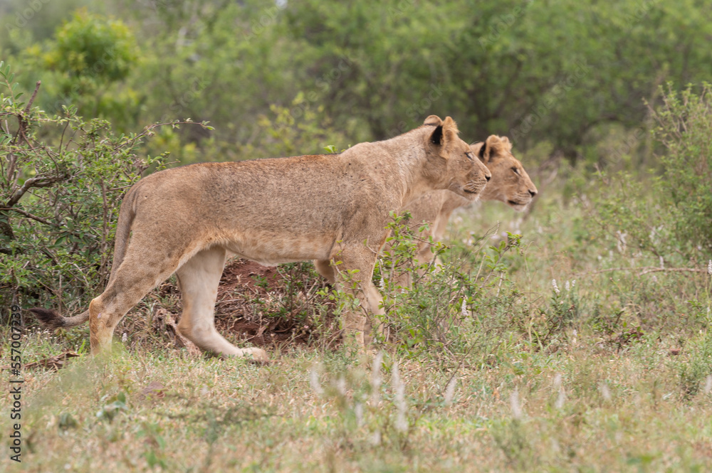 Panthera leo leo - Lion - Lion d'Afrique Panthera leo leo - Lion - Lion d'Afrique