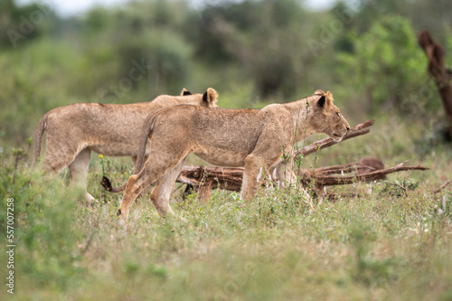 Panthera leo leo - Lion - Lion d Afrique