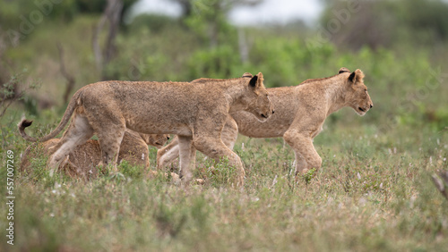 Panthera leo leo - Lion - Lion d Afrique