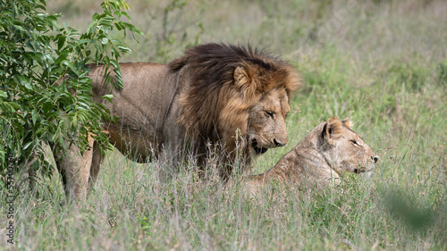 Fototapeta Naklejka Na Ścianę i Meble -  Panthera leo leo - Lion - Lion d'Afrique