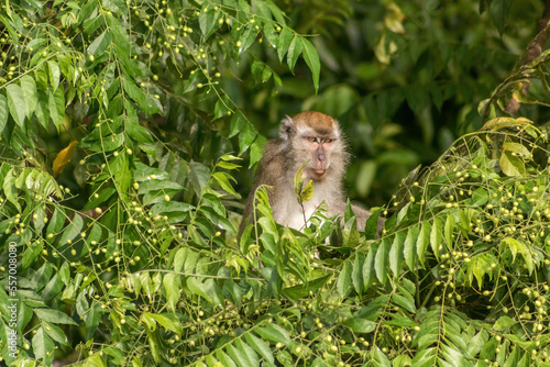 Long-Tailed Macaque Monkey in the Jungle in Borneo