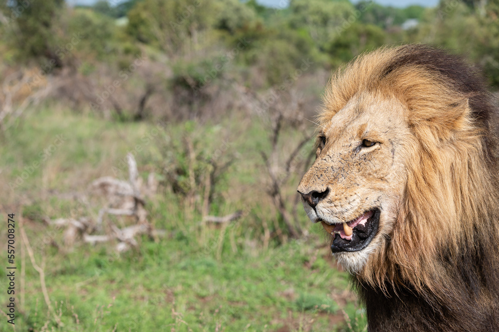 Panthera leo leo - Lion - Lion d'Afrique Panthera leo leo - Lion - Lion d'Afrique