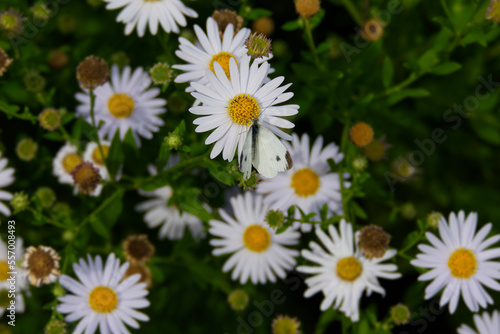 Small white butterfly  Pieris rapae  perched on a white daisy in Zurich  Switzerland