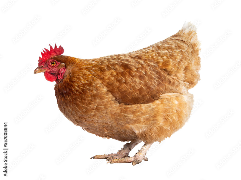 Fototapeta premium Brown Barnevelder chicken hen standing side ways looking to the left, isolated cutout on transparent background.