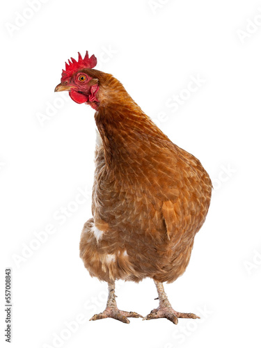 Brown Barnevelder chicken hen standing front view looking to the side, isolated cutout on transparent background. photo