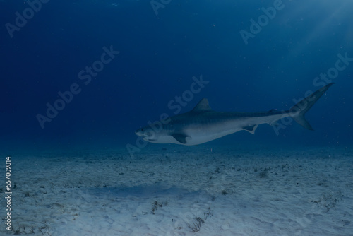 A Tiger Shark  Galeocerdo cuvier  in Bimini  Bahamas