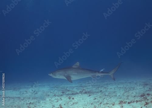 A Tiger Shark (Galeocerdo cuvier) in Bimini, Bahamas