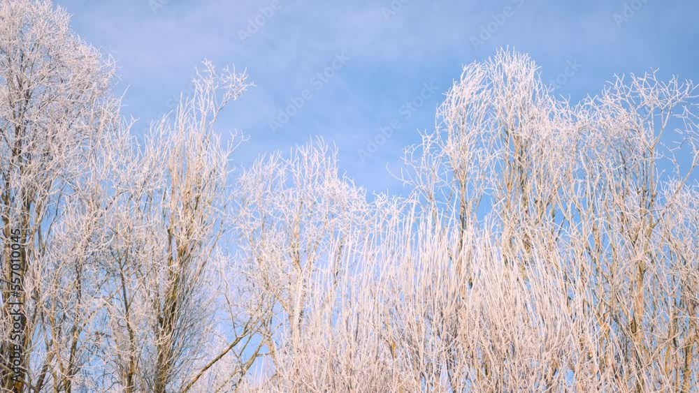 Frosty tree branches against blue sunny sky. Winter background with free space for text. Winter landscape. Trees covered with hoarfrost, deep pure crackling snow. Christmas eve. Sunny frosty day Frosty tree branches against blue sunny sky. Winter background with free space for text. Winter landscape. Trees covered with hoarfrost, deep pure crackling snow. Christmas eve. Sunny frosty day