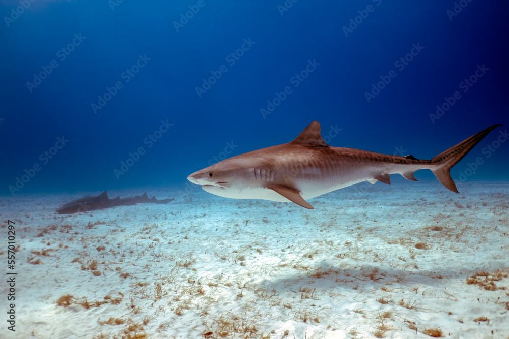 Fototapeta premium A Tiger Shark (Galeocerdo cuvier) in Bimini, Bahamas