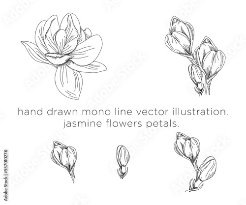 hand drawn mono line vector illustration.
jasmine flowers petals.